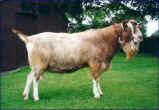 Aphrodite Atomic