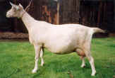Charnocks Beatrice