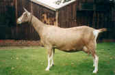 Charnocks Beauty