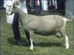 Charnocks Blythe