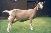 Charnocks Branwen