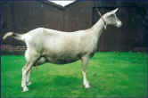 Charnocks Bronerys