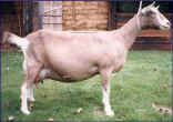 Charnocks Carys