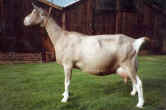 Coronetbeti