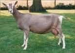 Acton Rosamund