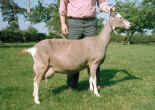Acton Rosetta