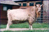 Acton Rowen
