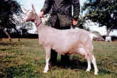 Acton Rowena